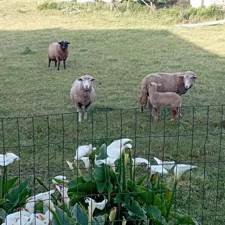 Quinta Dos Raposos- Portugal Landhuis Nazaré
